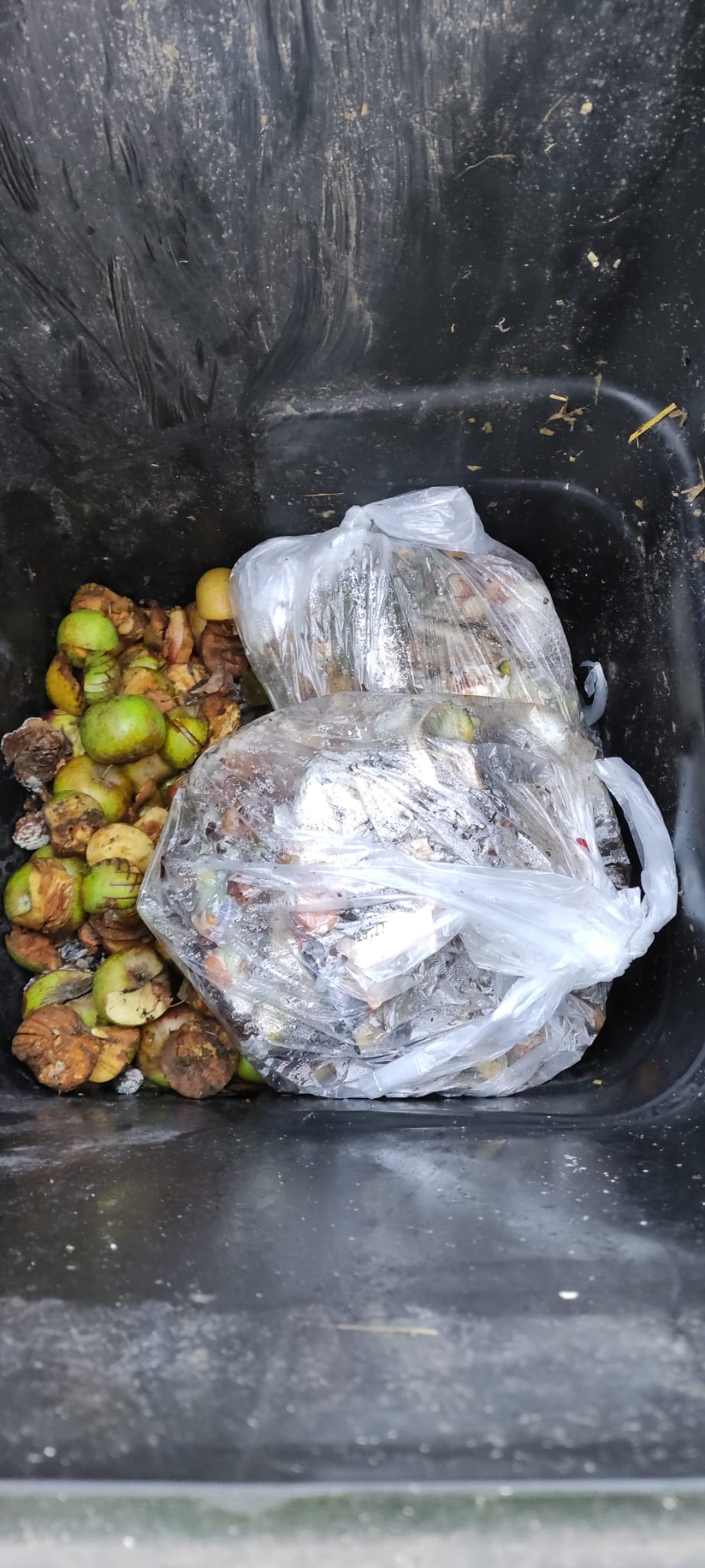 Foto Müll in Biotonne